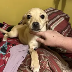 Female Chihuahua