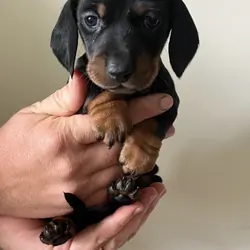 Pure Bred Miniature Dachshund Puppies