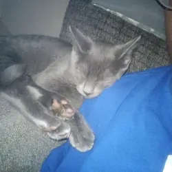 1 yr old Male cat