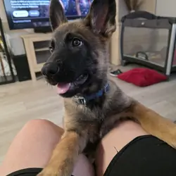 Puppy German Shepherd
