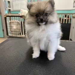 Pomeranian puppies