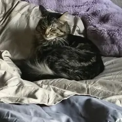 1.5 yr Male cat