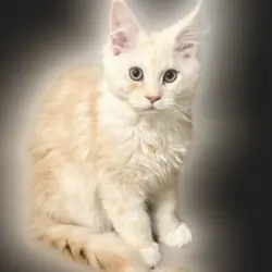 Maine Coon Kitten