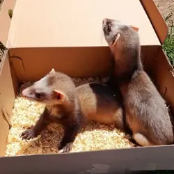 Ferrets