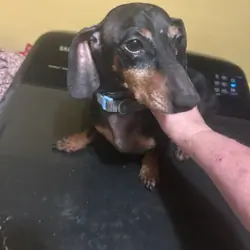 Dachshund