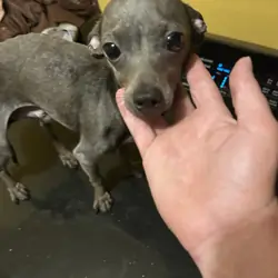 Blue Chihuahua
