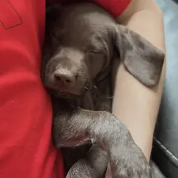 German Shorthaired Pointer