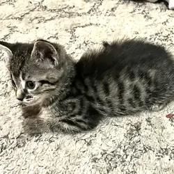 Bengal/Russian Blue kittens