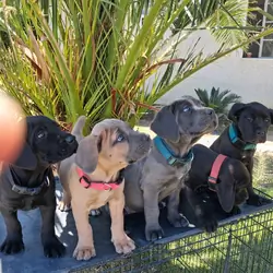 Cane Corso AKC