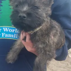 Carin Terriers