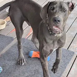 Great Dane