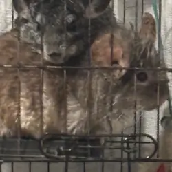 2 female chinchillas, bonded