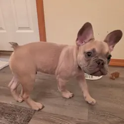 French bulldog