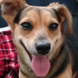 female chiweenie