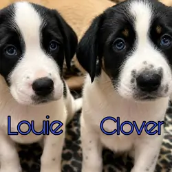 Puppies