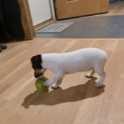 Jack Russell pups