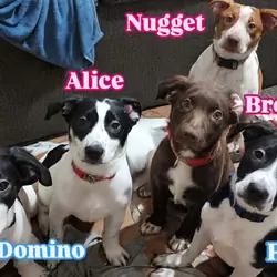 Puppies in need homes ASAP