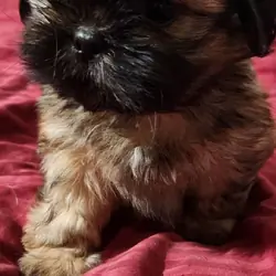 Shih Tzu Puppies