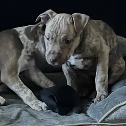American Bully Puppies