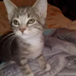 kittens