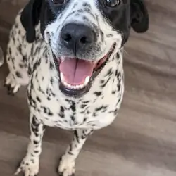 Dalmatian / GSP