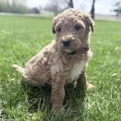 Brown Boy Goldendoodle