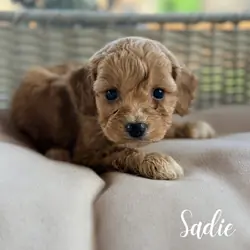Cavapoo puppies