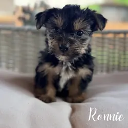Yorkie puppies males