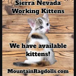 Working Kittens in California