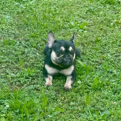 French Bulldog Female
