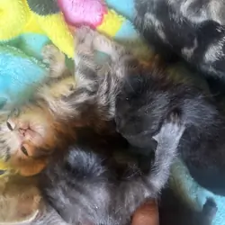 Kittens