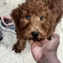 Red Standard Poodle