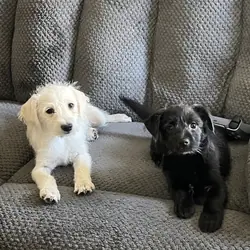 Puppies