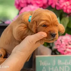 Artie Goldendoodle