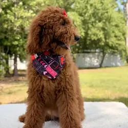 Valentina Goldendoodle
