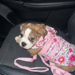 Beabull Puppy