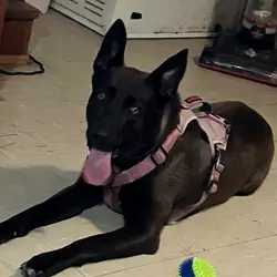 5 year old female German Shepherd mix