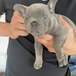 **Sweet Charming French Bulldog Puppies**
