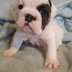 AKC-registered French Bulldog for re-homing