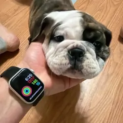 Lilac England Bulldog