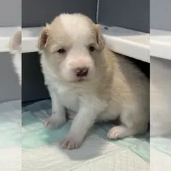 AKC FEMALE PUPPY