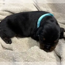 Litter for Sale