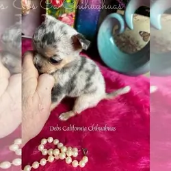 Puppy for Sale