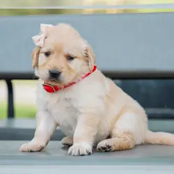ARABELLE AKC REGISTERED