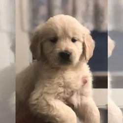 Golden Retriever Litter of Puppies For Sale