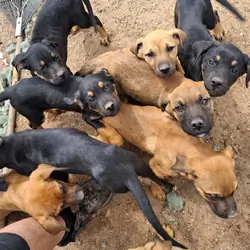 9 BEAUTIFUL LOVING & PLAYFUL PUPPYS
