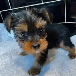 FeMale Yorkshire Terrier Puppy
