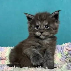 Maine coon