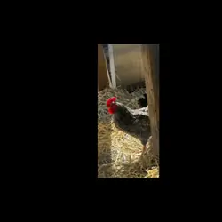 Rooster
