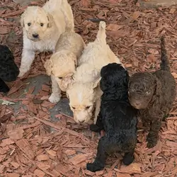 Beautiful Goldendoodle puppies